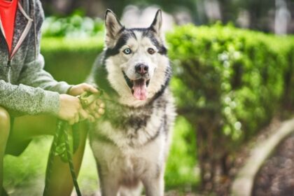 ADM 16 Anos de Fortalecimiento en la Conexion entre Mexicanos