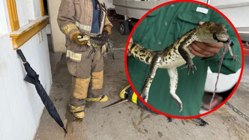 Autoridades Detienen a Cocodrilo en Ciudad Madero y Aseguran Dos