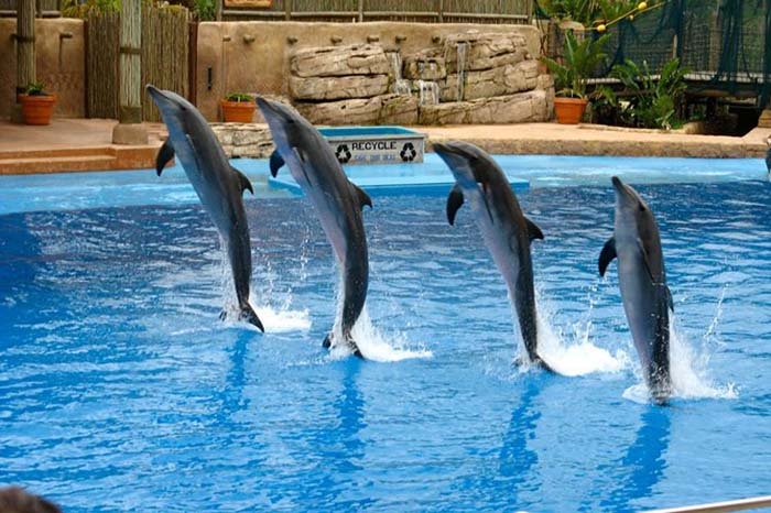 El Congreso de Mexico Declara Prohibidos los Espectaculos con Delfines
