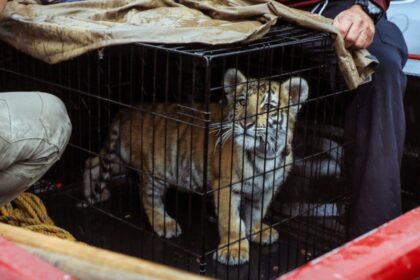 Operativo en Lomas Verdes Rescate de un tigre de bengala