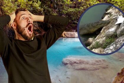 Predador en la Naturaleza Un Cocodrilo Captura y Consume a