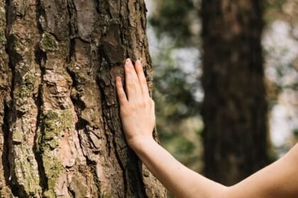 UPEN despliega la reubicacion de 46 arboles en una iniciativa