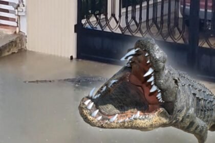 VIDEO Impactante aparicion de un cocodrilo de dos metros en