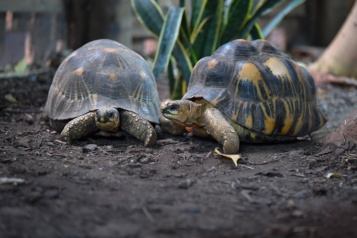 Descubriendo el Secreto de la Longevidad Como las Tortugas Ofrecen