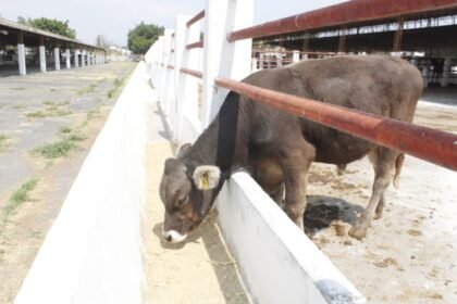 Estados Unidos Restricta Nuevamente las Importaciones de Ganado Mexicano ¿Cuales