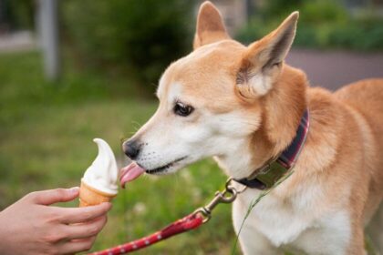 Beneficios de elegir opciones seguras, fáciles y nutritivas en la alimentación