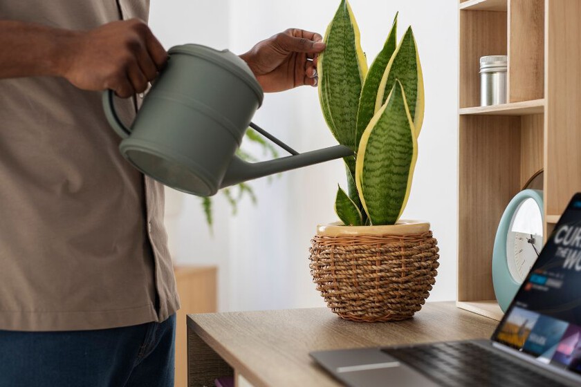 Plantas de oficina que fomentan la prosperidad y son de fácil mantenimiento