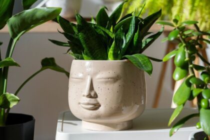 Plantas resistentes y estéticas que purifican el aire en espacios interiores