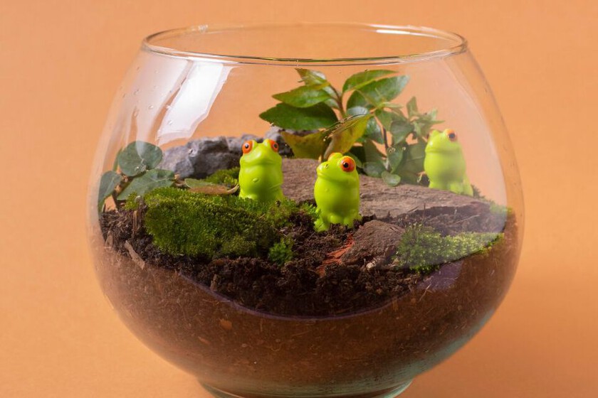 Truco de jardinería para prolongar la vida de terrarios de plantas sin plagas