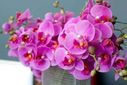 Variedades de plantas accesibles para principiantes en jardinería