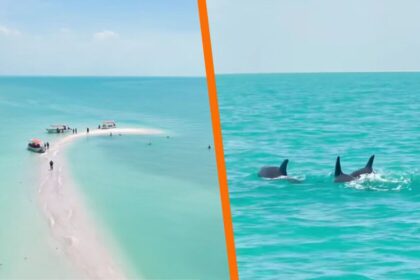 Aguas turquesas, delfines y tranquilidad para unas vacaciones ideales