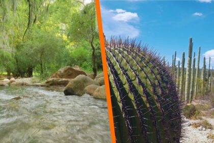 Bosque de cactáceas, salineras y arte en barro en destacado destino turístico