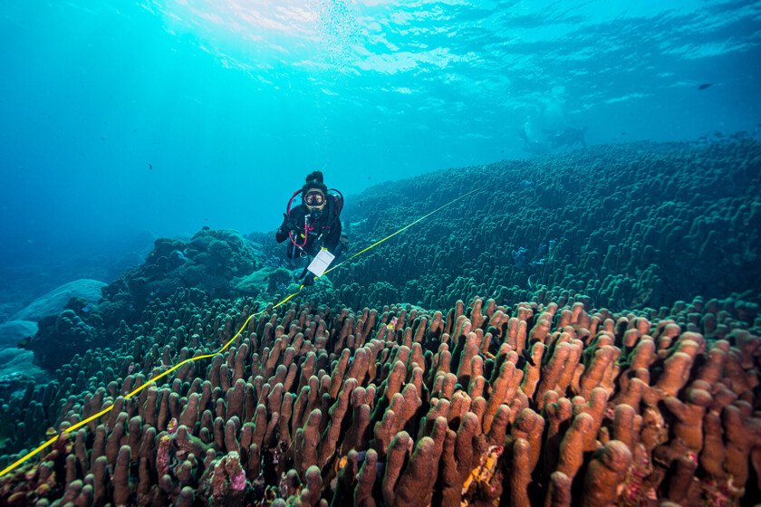 Científicos descubren una criatura marina que duplica el tamaño de la más grande hallada