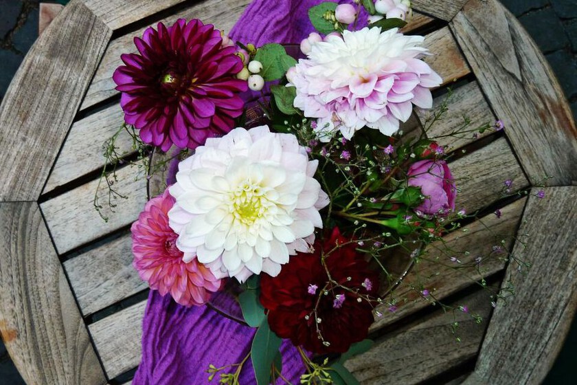 Cómo ubicar correctamente las dalias en casa para un florecimiento continuo y duradero