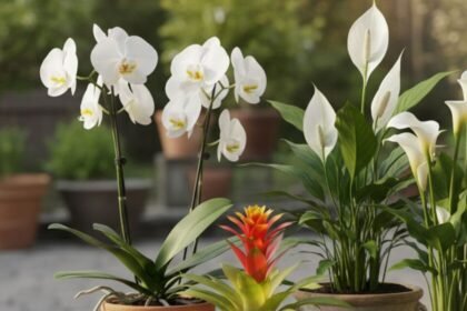 Cuatro flores exóticas ideales para otoño en espacios reducidos