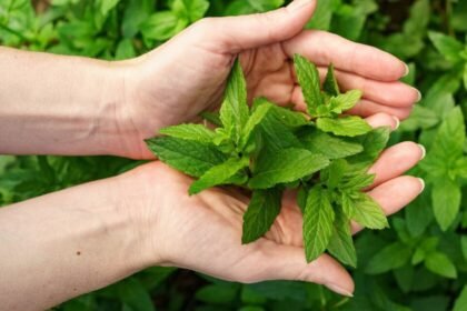 Guía completa para mantenerla siempre disponible y accesible