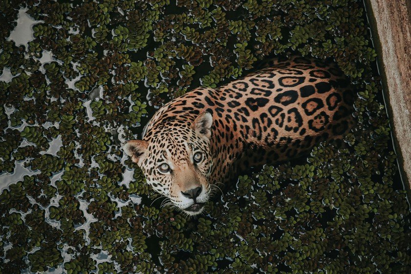 Informe sobre la población actual de jaguares salvajes en México y sus perspectivas positivas
