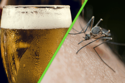 La cerveza aumenta la atracción de las personas hacia los mosquitos