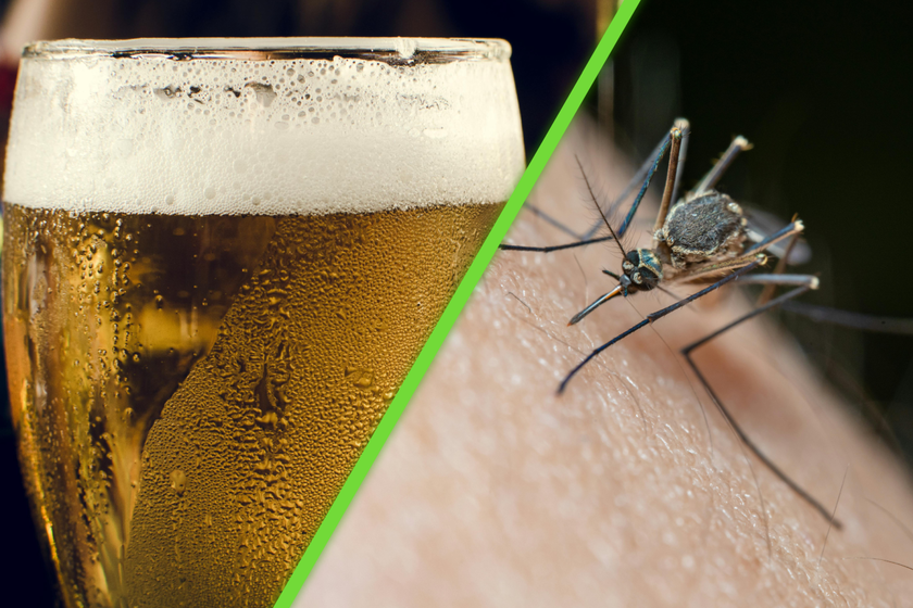 La cerveza aumenta la atracción de las personas hacia los mosquitos