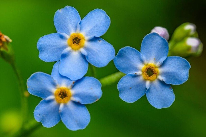 La flor azul pequeña, perfecta para espacios reducidos en departamentos
