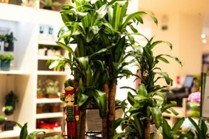 Métodos para promover el crecimiento abundante de plantas con escasez de agua