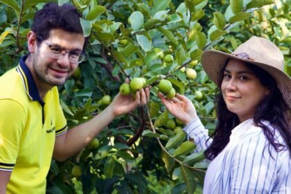 Pareja de Aguascalientes elabora mermeladas con guayabas gigantes y apoya a adultos mayores