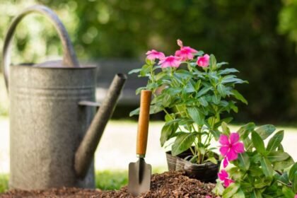 Planta cuatro flores antes de finalizar el verano para embellecer tu jardín en otoño