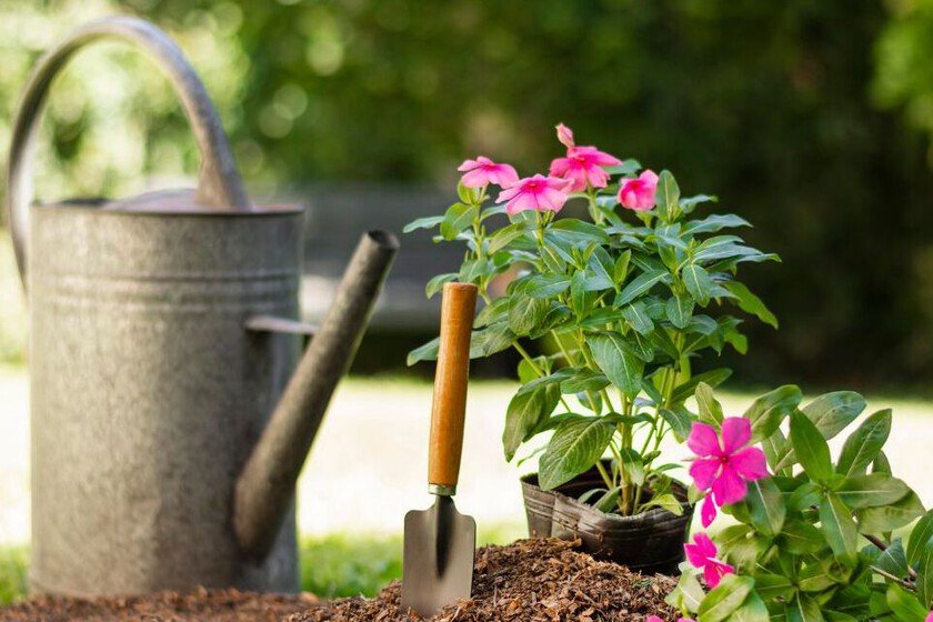 Planta cuatro flores antes de finalizar el verano para embellecer tu jardín en otoño