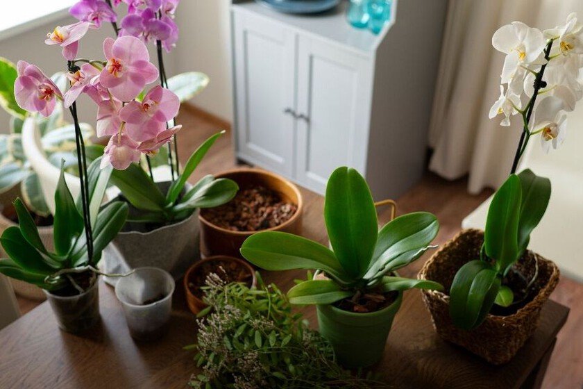 Plantas de otoño que requieren poco espacio y aportan luz a tu hogar