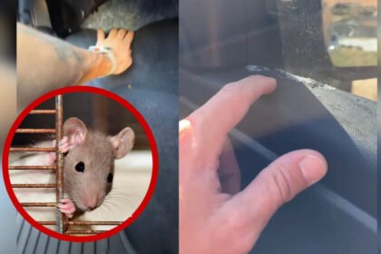 Rata causa daños en automóvil, consulta sobre cobertura de seguro