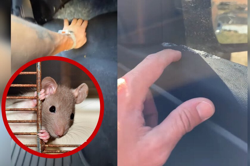 Rata causa daños en automóvil, consulta sobre cobertura de seguro