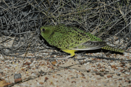 Reaparece el loro nocturno, considerado extinto, después de más de 100 años