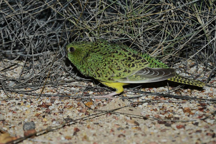 Reaparece el loro nocturno, considerado extinto, después de más de 100 años