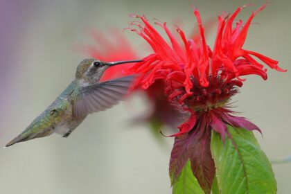 Tres plantas que atraen colibríes rápidamente durante el mes de septiembre