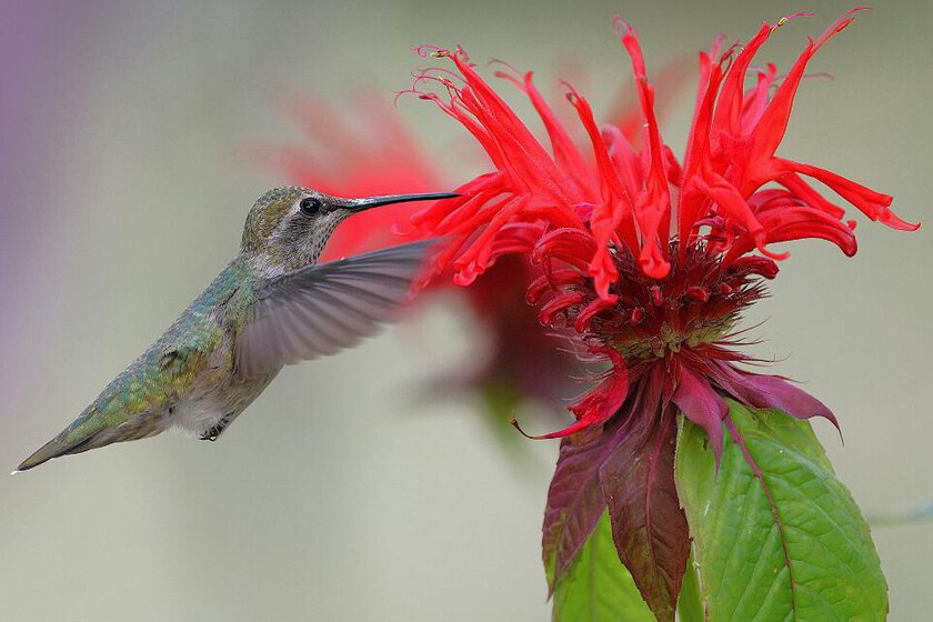 Tres plantas que atraen colibríes rápidamente durante el mes de septiembre