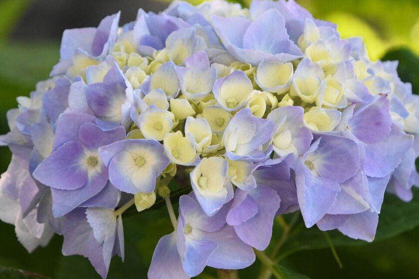 Truco de septiembre para maximizar la floración de hortensias en primavera