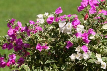 Arbustos con flores que requieren poda invernal para una óptima floración en primavera