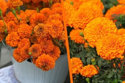 Consejos para mantener frescas las plantas tras su compra