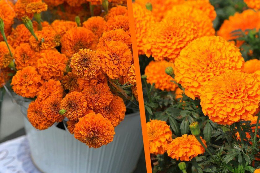 Consejos para mantener frescas las plantas tras su compra