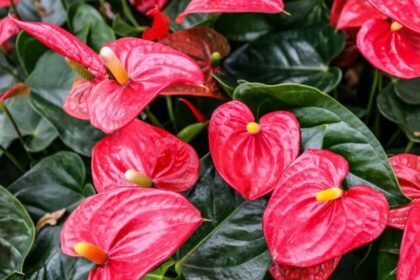 Cuidados esenciales para lograr una apariencia espectacular