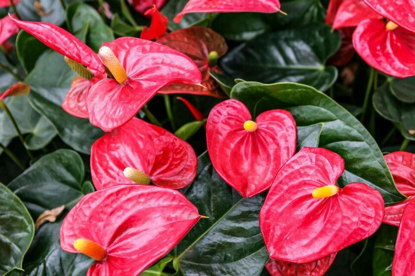 Cuidados esenciales para lograr una apariencia espectacular