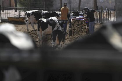 detectan nuevo caso de gusano barrenador en ganado de nuevo