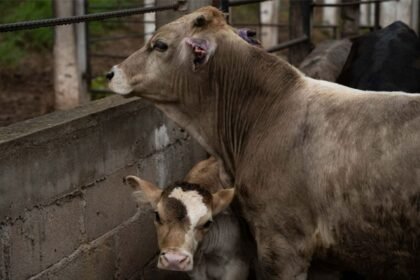 disminuyen casos de gusano barrenador en mexico informa la secretaria