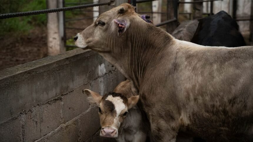 disminuyen casos de gusano barrenador en mexico informa la secretaria