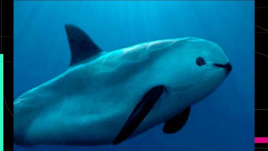 estabilidad en el numero de ejemplares de la vaquita marina