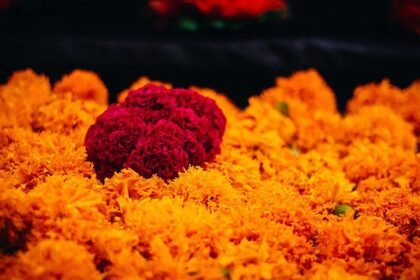 Flores de cempasúchil a precios accesibles en diversos puntos de venta