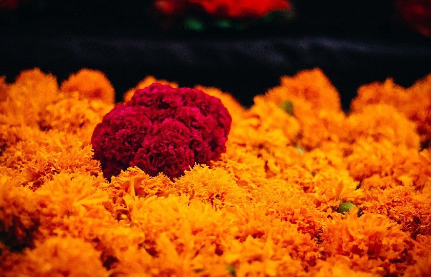 Flores de cempasúchil a precios accesibles en diversos puntos de venta