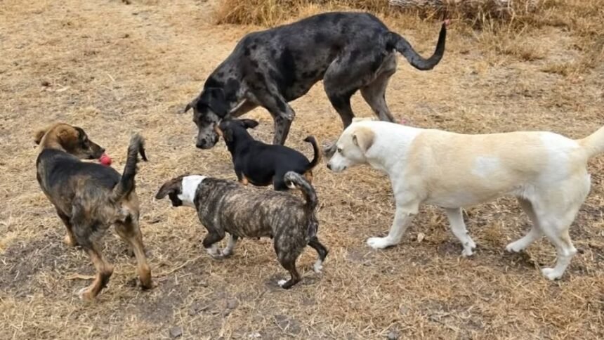 maltrato animal en leon y la labor de los rescatistas