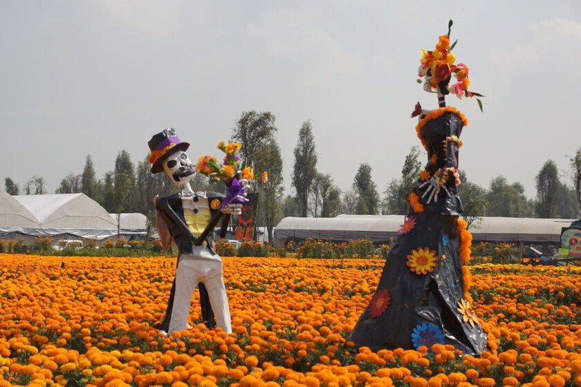 Sendero de las Almas, el campo de cempasúchil más destacado de CDMX