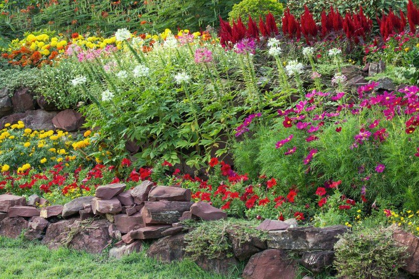 Tres especies que sobreviven al frío y tienen una vida superior a dos años